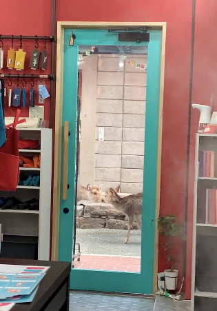 「人通りより鹿通りの方が多い今日この頃です。人間はステイホーム中なんでしかたないか」（さんなすびさんのTwitterより）