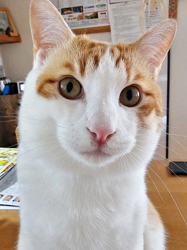 生後10カ月、たくましく成長した爽太くん（画像提供：かまねこさん）