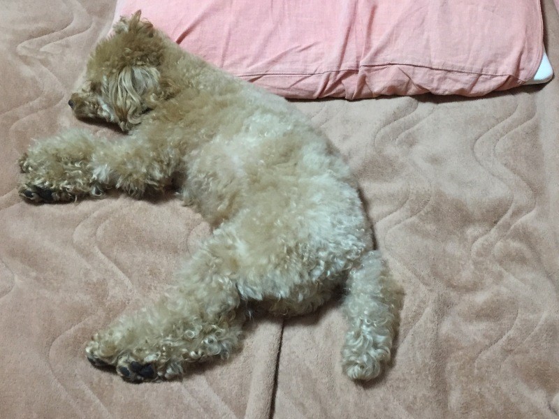 ホームステイ中、布団でぐっすり眠る（波戸さん提供）