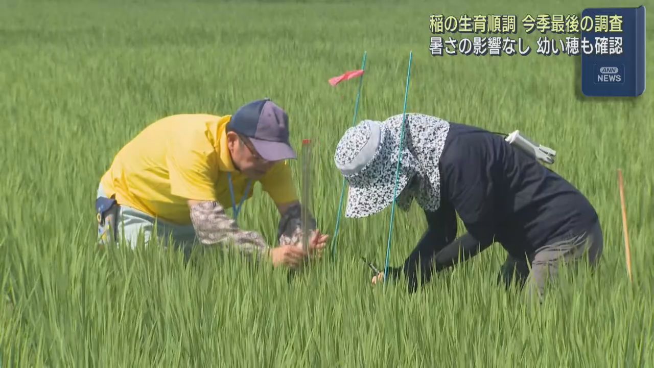 今季最後の水稲生育調査　宮城・大崎市では順調な生育