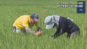 今季最後の水稲生育調査　宮城・大崎市では順調な生育