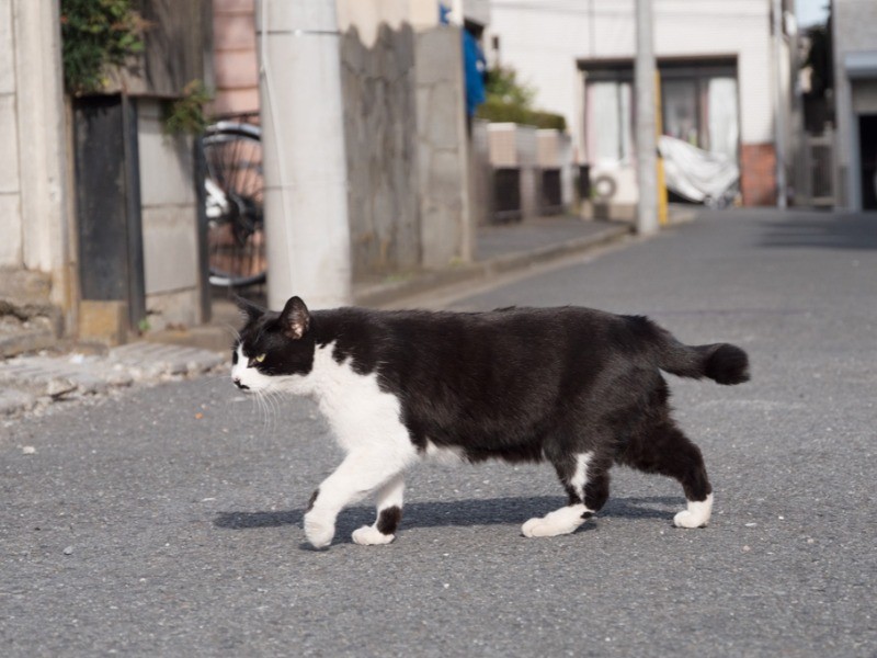 ちょっと太り気味かな？（小林写函撮影）
