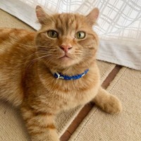 ほんわかした雰囲気のまめにゃん