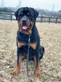 お散歩中、素敵な記念ショットを撮影するタイカンくん（画像提供：セドリック タイカンさん）