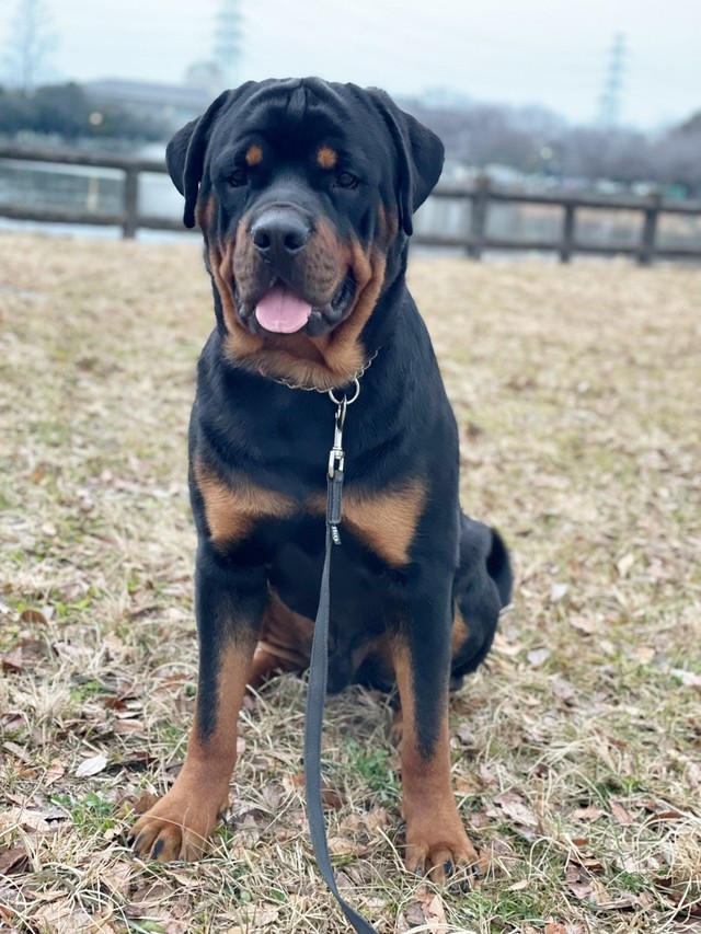 お散歩中、素敵な記念ショットを撮影するタイカンくん（画像提供：セドリック タイカンさん）