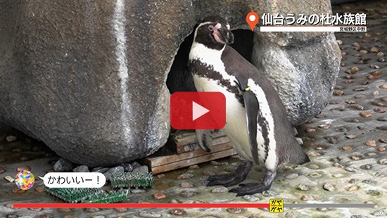 #49うみの杜水族館②