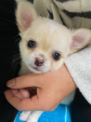 家にきたころの「チワワ」