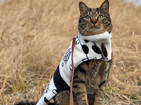 保健所に連れて行かれるところ、雨の日に出会った猫「レイン」