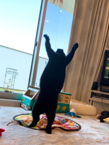 おもちゃ相手にこんなポーズも。もうすっかり元気です！