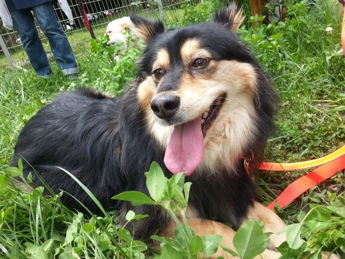 思いっきり遊んでご機嫌なアヌーシュカちゃん