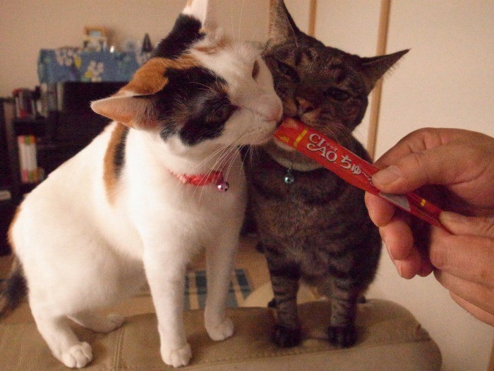 仲良くチュール♫チュール♫