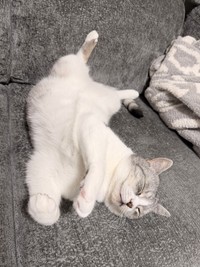 変則なへそ天ポーズで眠る春陽くん（提供：いろはるひ🐾さん）
