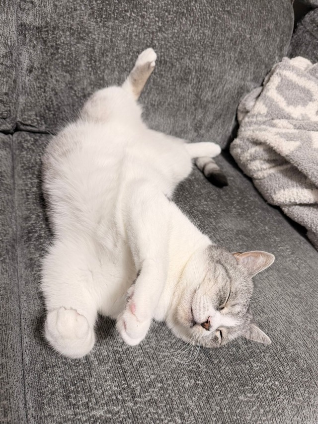 変則なへそ天ポーズで眠る春陽くん（提供：いろはるひ🐾さん）