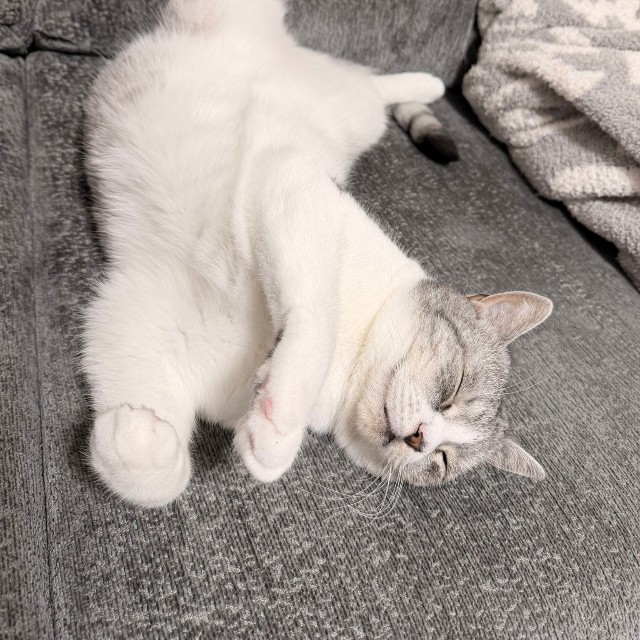 変則なへそ天ポーズで眠る春陽くん（提供：いろはるひ🐾さん）