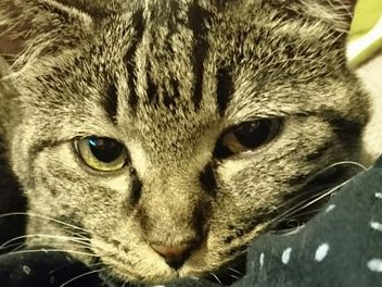 猫は実は甘えん坊だった！　飼ってみて分かった嬉しい誤算