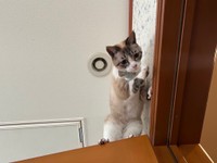 高いところに登っては見たものの。（提供：せこなおさん）