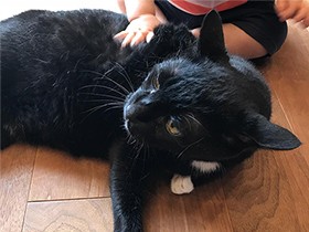 そっと寄り添い子守り　赤ちゃんに優しい元野良猫「たびちゃん」