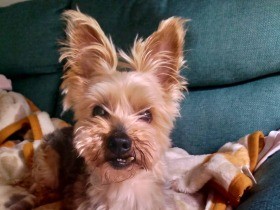 お気に入りのソファでみんなを見守る　頼れるシュナキー「小斗」