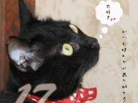 おとな猫の保護猫カフェ、黒猫だけの日めくりカレンダーを発売