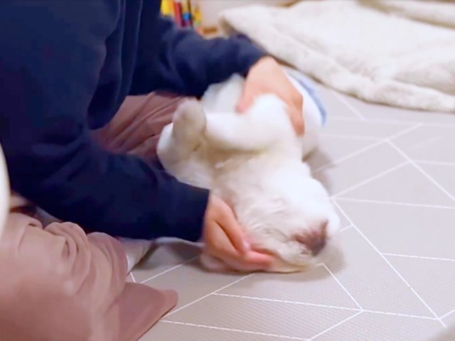 ママになでなでされるぷんちくん（画像提供：ペキパグのぷんちさん）