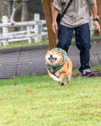 ドッグランで走る姿も可愛いたけちよちゃん（画像提供：柴犬たけちよさん）