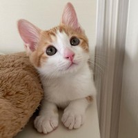 可愛すぎる猫、アメリちゃん。