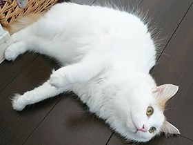 おっとり甘えん坊、スイッチ入ると忍者走り　元野良猫の「かりん」