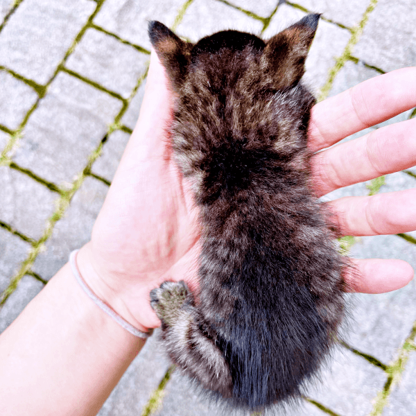 保護時、手のひらにおさまるほど小さかったふくくん（画像提供：むぎさん）