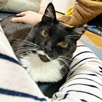 飼い主さんに寄り添うママちゃん（画像提供：うにねこさん）