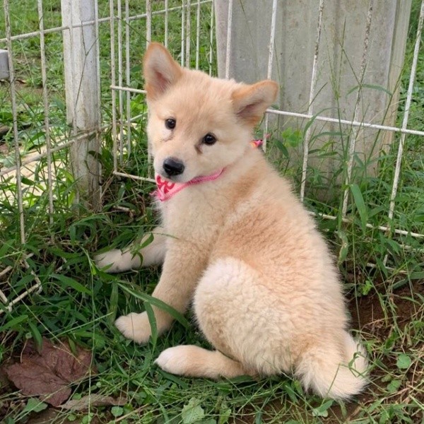 お迎え当時、生後2カ月の里親募集されていた当時のつるちゃん（画像提供：雑種犬つるちゃんと猫さん）