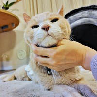 飼い主さんにアゴをなでなでしてもらうボアくん（画像提供：sachiさん）
