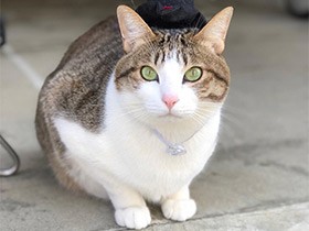 風船を割らずに上手に返せるよ　お外が大好きなキジシロ「もも」