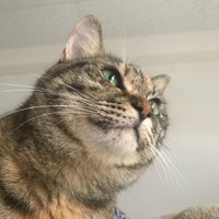 澄んだ瞳が美しい