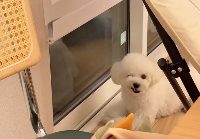 これは遠吠えたけしです…「なんだバカヤロー！」って聞こえてきそう（あぽちぃさん提供）