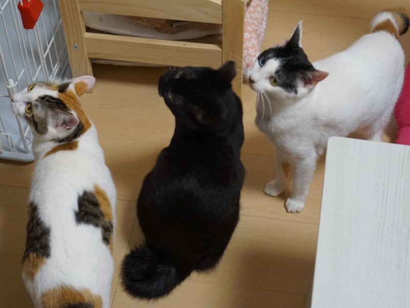 上京して憧れの一人暮らし ３匹の猫との生活を満喫 Sippo シッポ