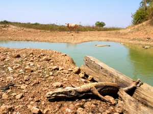 世界最大の湿地帯が干上がった　ブラジルで今、起きている異変の正体