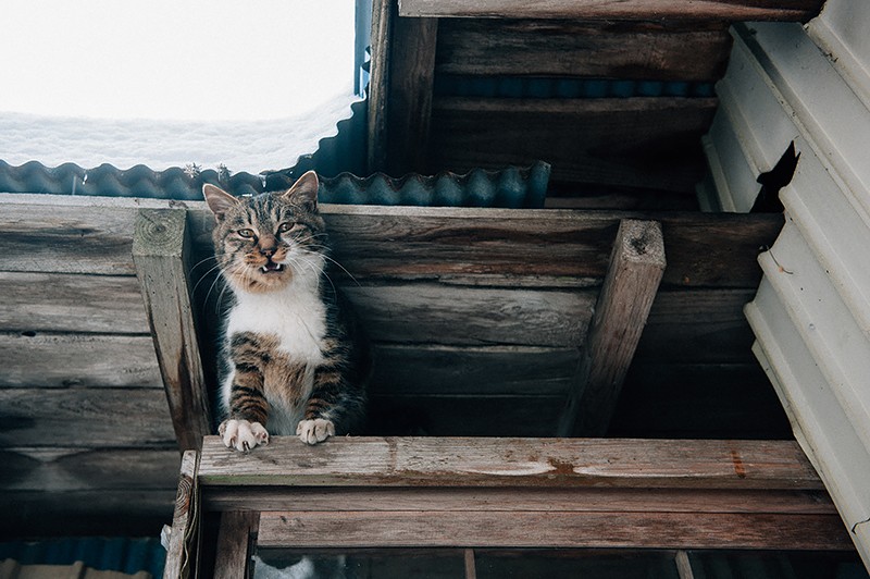 飼い猫「イリコ」。雪を踏む足音に、彼は存在アピールを欠かしません（2012年2月26日撮影）