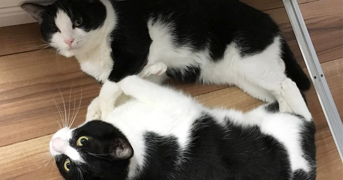 はちわれ猫の「イルカ」と「シャチ」 似てるけど好みはそれぞれ 犬