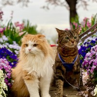 堀江さん宅のロイ（左）とジェイ（右）。ロイはツンデレだったが最近はお膝猫に。ジェイは運動神経抜群。２匹は仲良しだ（堀江さん提供）