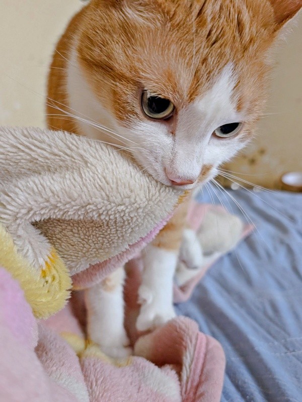 「また寝て！」 飼い主さんを寝かしつけるバージョンもあるみやびくん（画像提供：ふみさん）
