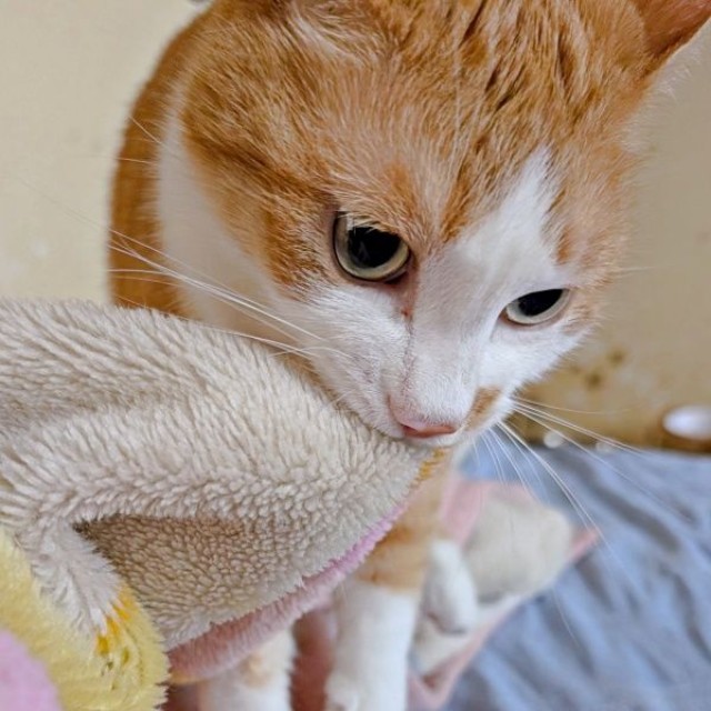 「また寝て！」 飼い主さんを寝かしつけるバージョンもあるみやびくん（画像提供：ふみさん）