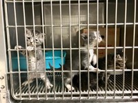 保健所からの引き取りや野良猫の保護を行ってきた
