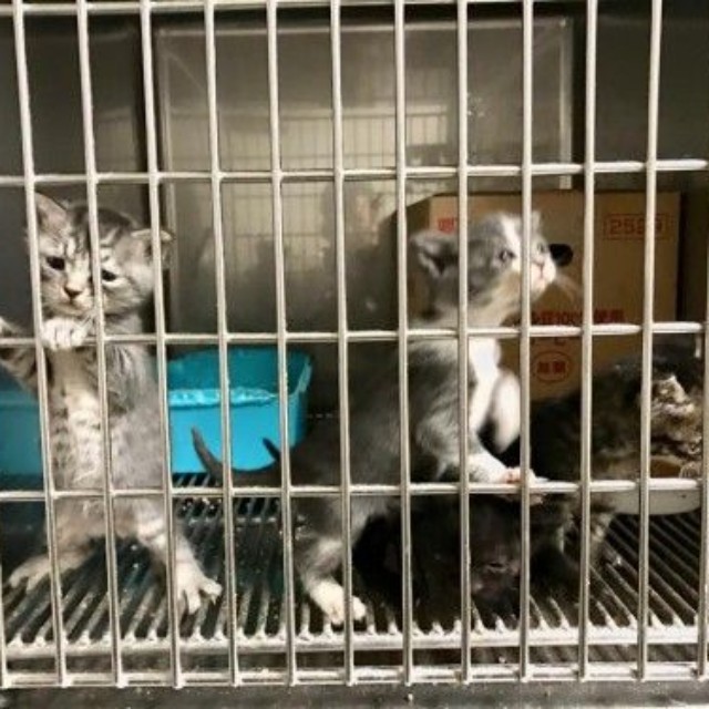 保健所からの引き取りや野良猫の保護を行ってきた