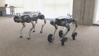 災害時の人命救助を目的に作られた「四足歩行ロボット」