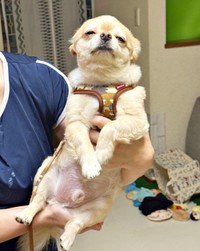 ママに抱っこされて睡眠モードになるてんくん（画像提供：てん（6）さん）