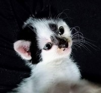 お迎えしたころ、あどけない表情がキュートなシャネルちゃん（画像提供：らいらいももさん）