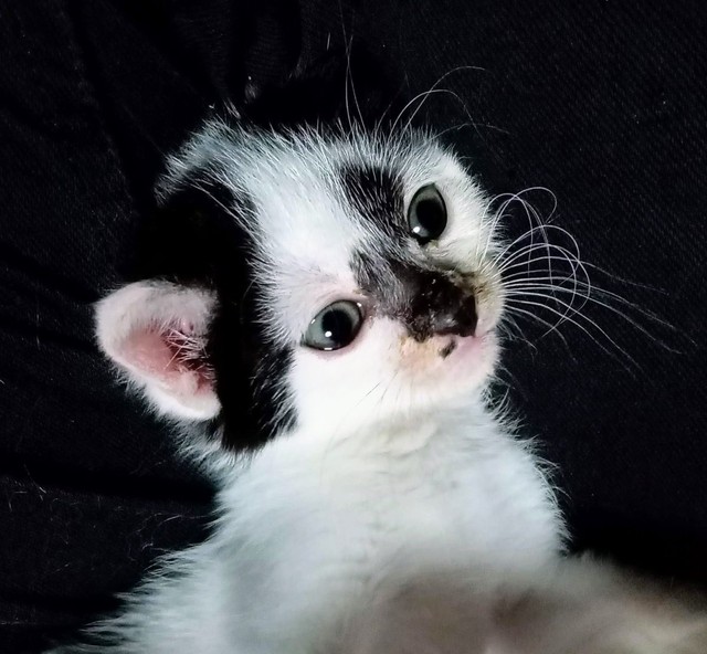 お迎えしたころ、あどけない表情がキュートなシャネルちゃん（画像提供：らいらいももさん）