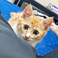 きょとん顔がキュートな子猫の縁くん（画像提供：【かんざき屋】じゃきちゃんさん）