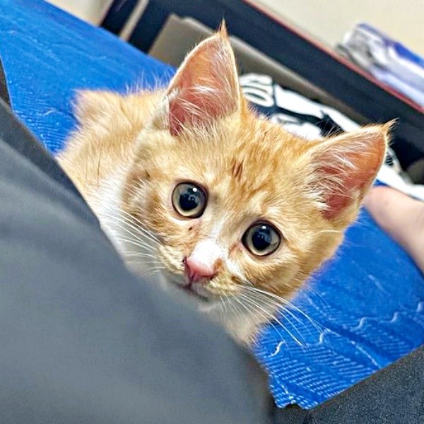 きょとん顔がキュートな子猫の縁くん（画像提供：【かんざき屋】じゃきちゃんさん）