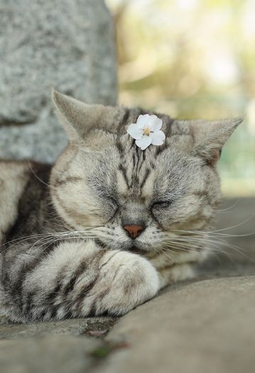 「頭にマゲを結って」（大空出版提供）